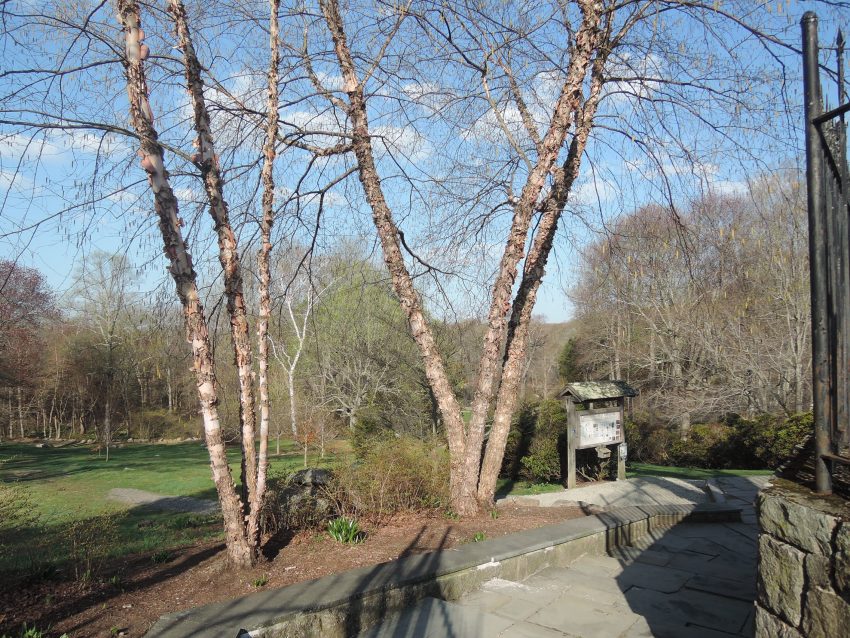 River Birch (Betula nigra) winter habit