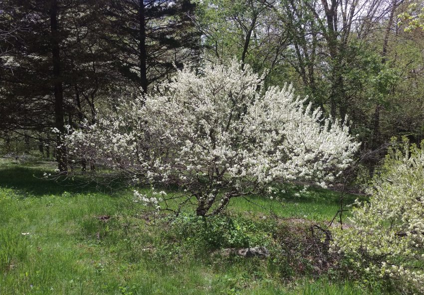 Prunus maritima spring habit
