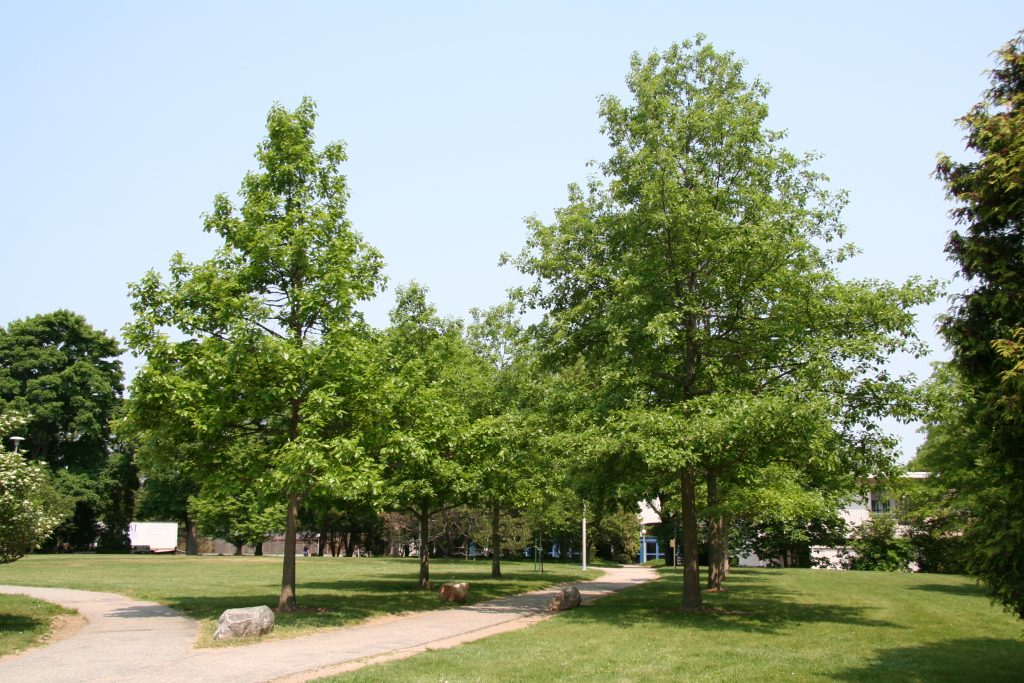 Swamp White Oak (Quercus bicolor) summer habit
