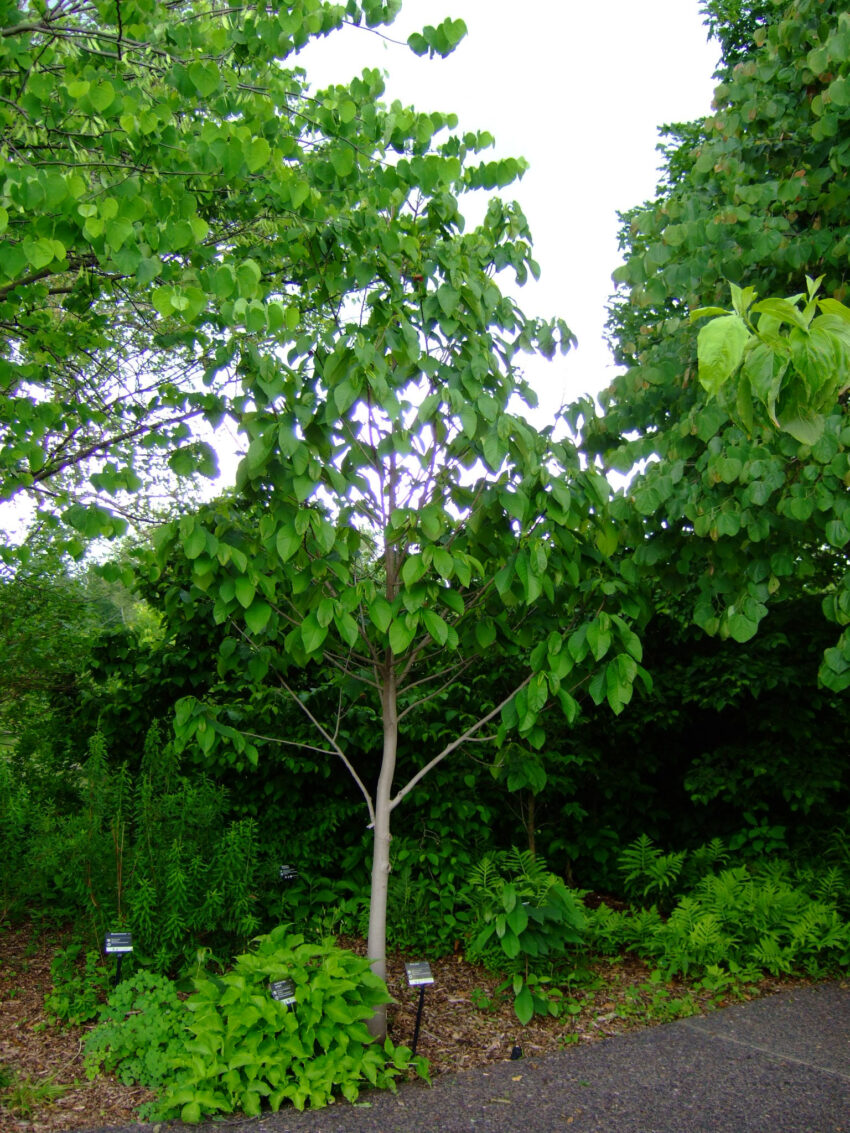 Pawpaw (Asimina triloba) summer habit