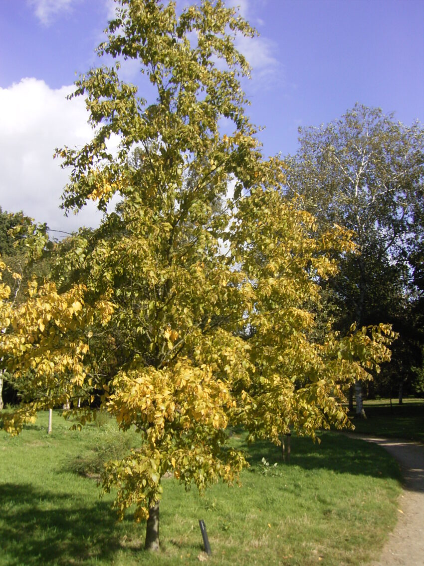 Sweet or black birch (Betula lenta) fall habit