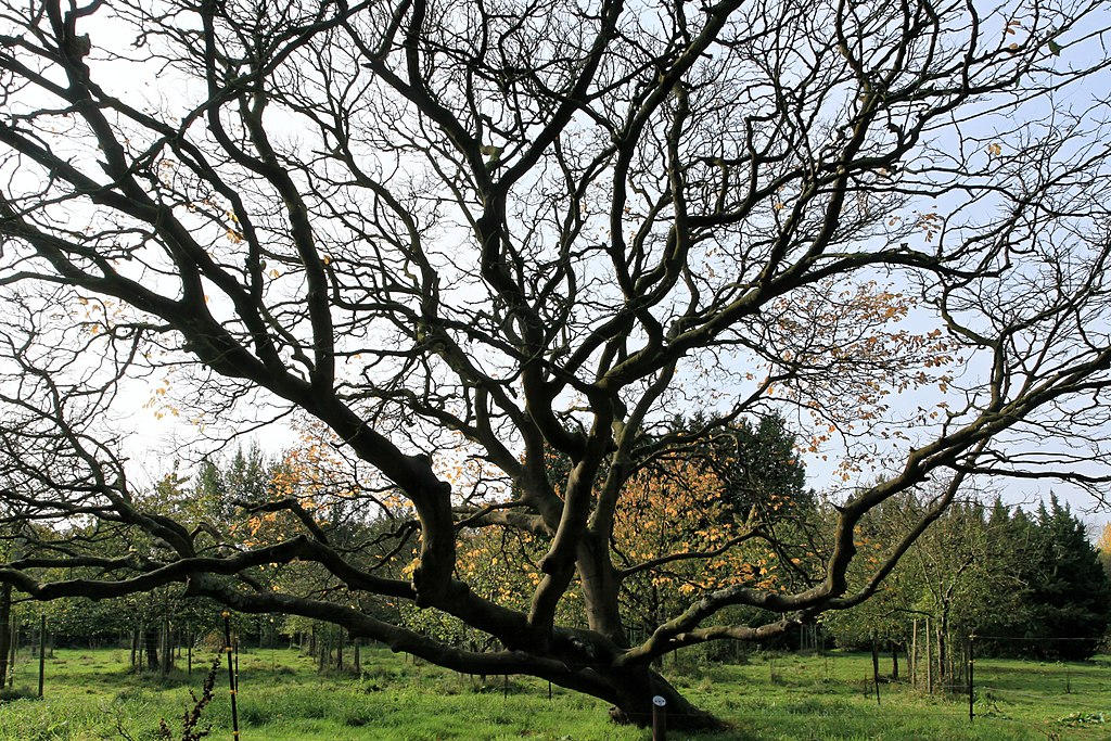 Yellowwood (Cladrastis kentukea) winter habit