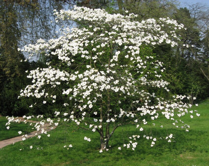Flowering dogwood (Cornus florida) spring habit