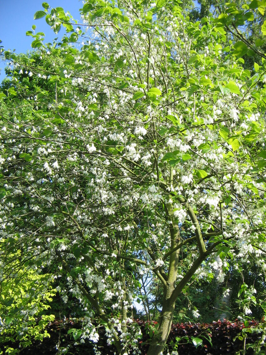 Carolina Silverbell (Halesia carolina) spring habit