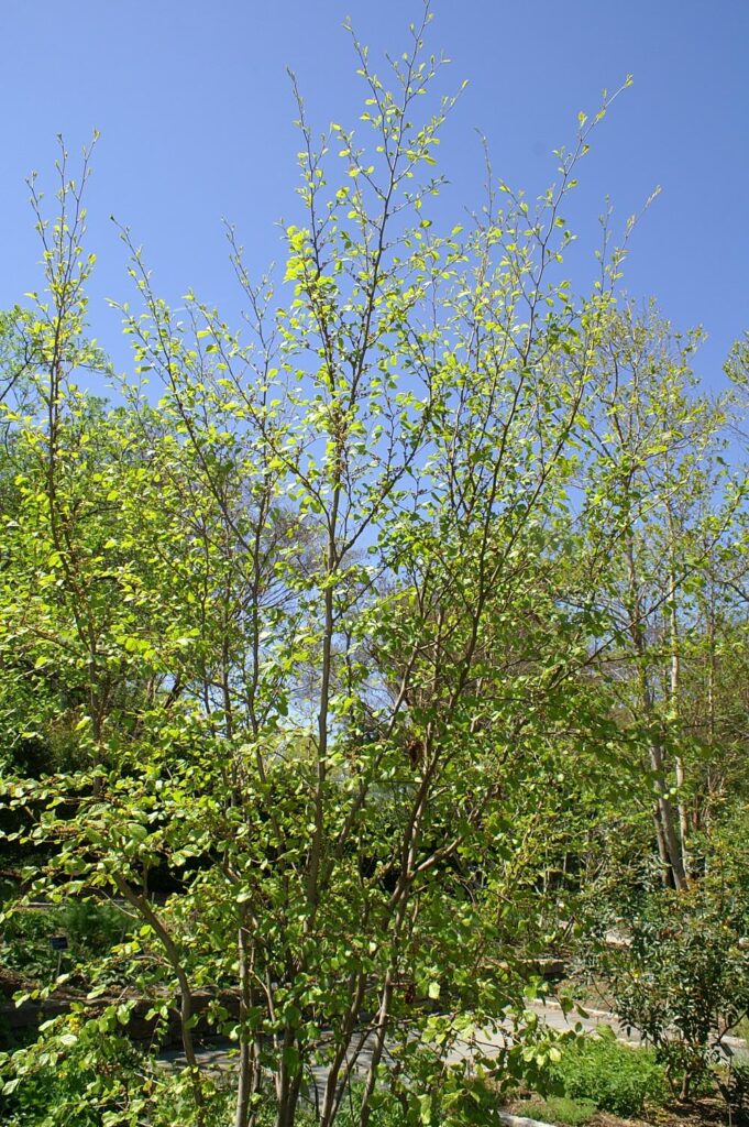 Witchhazel (Hamamelis virginiana) summer habit