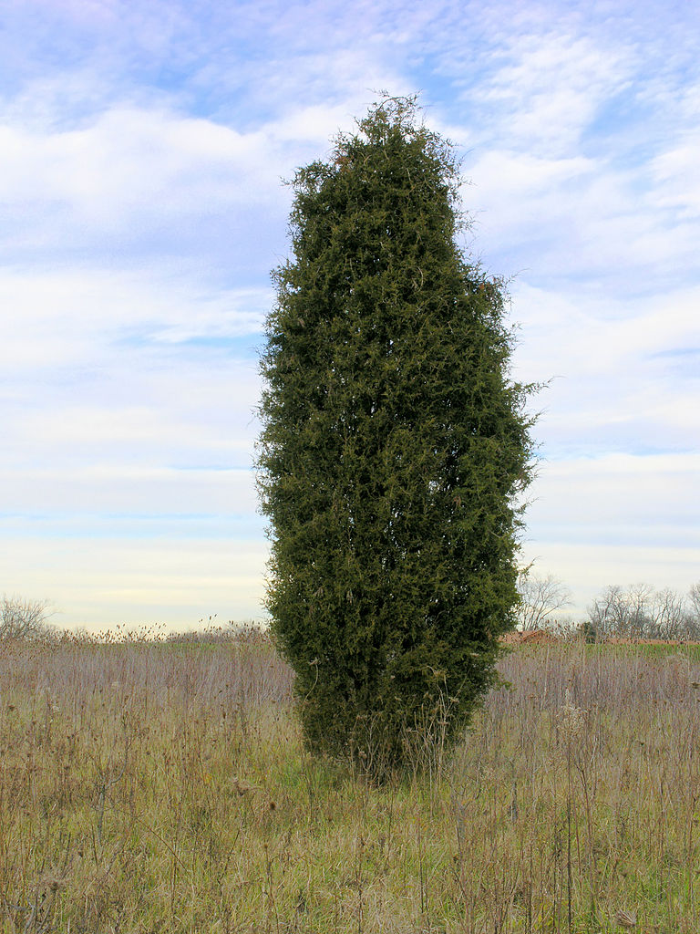 Eastern Red Cedar (Juniperus virginiana) summer habit
