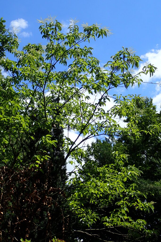 Sourwood (Oxydendrum arborea) summer habit