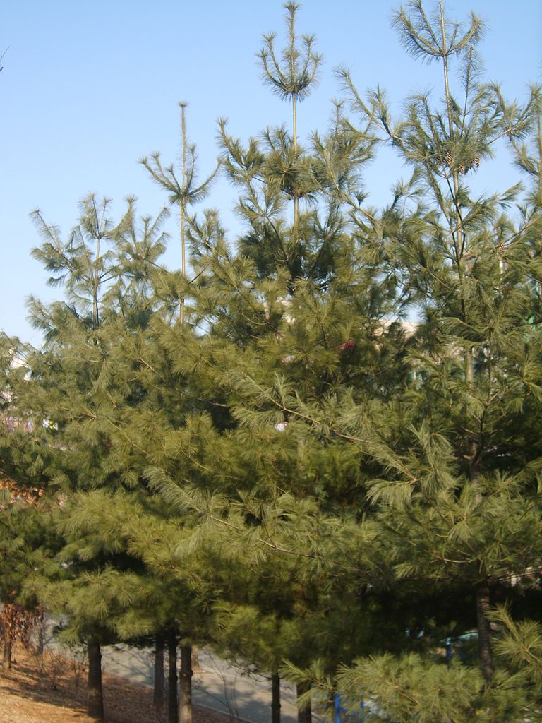 White Pine (Pinus strobus) summer habit