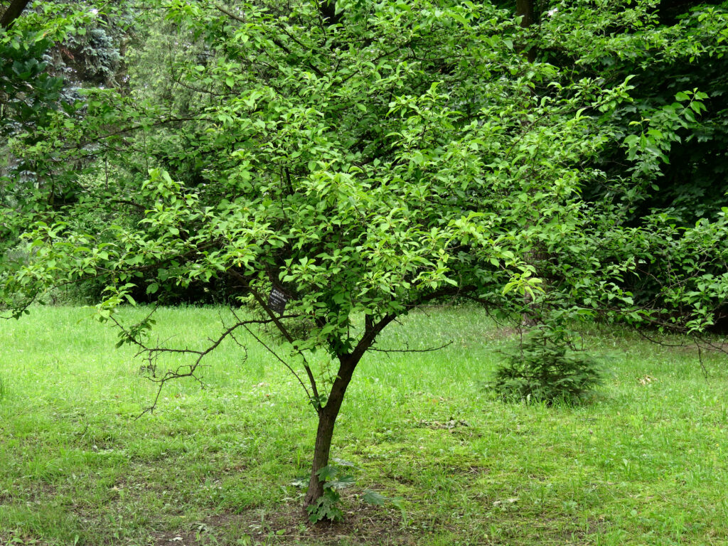 American Red Plum (Prunus americana) summer habit