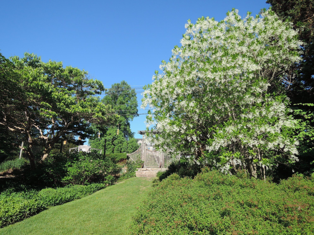 Fringetree (Chionanthus virginicus) summer habit
